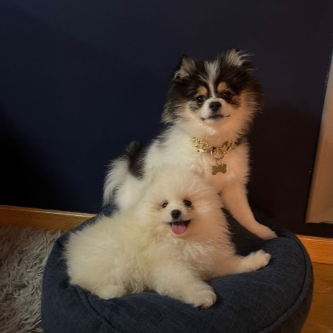 Dos cachorros Pomerania jugando en su cuna